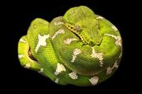 picture of Emerald Tree Boa Lrg                                                                                 Corallus caninus